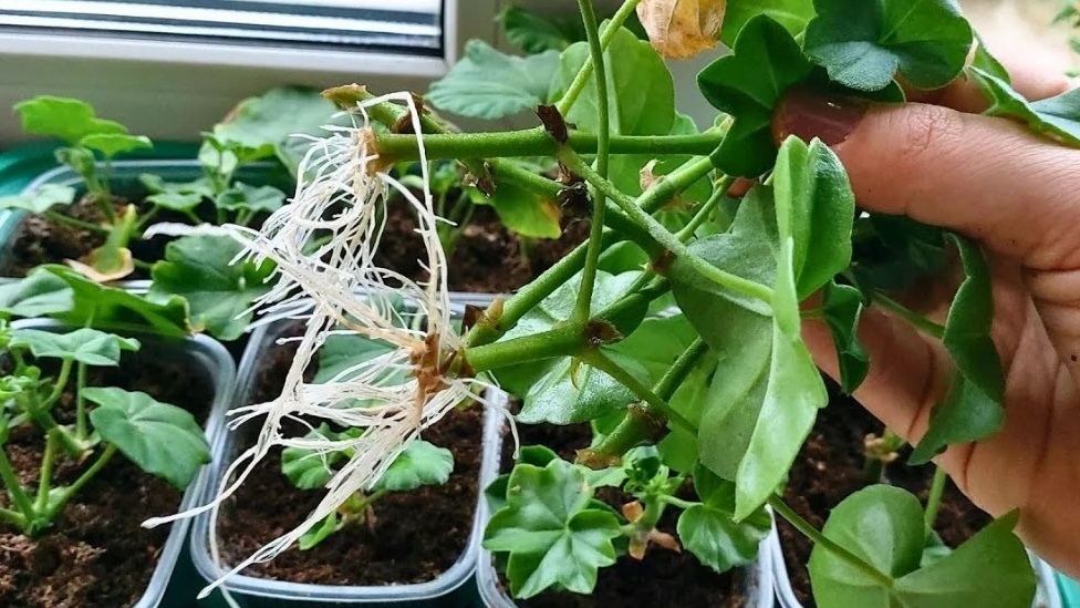 Разница очевидна: стакан убивает, пакет спасает