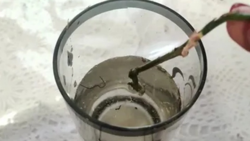 Через 5 дней