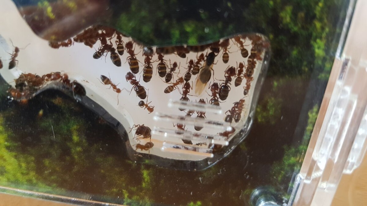 Camponotus lateralis в формикарии (муравьиной ферме)