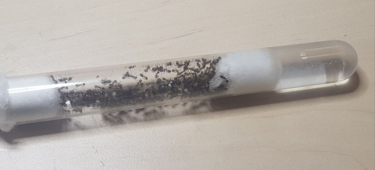 Колония Messor structure в пробирке