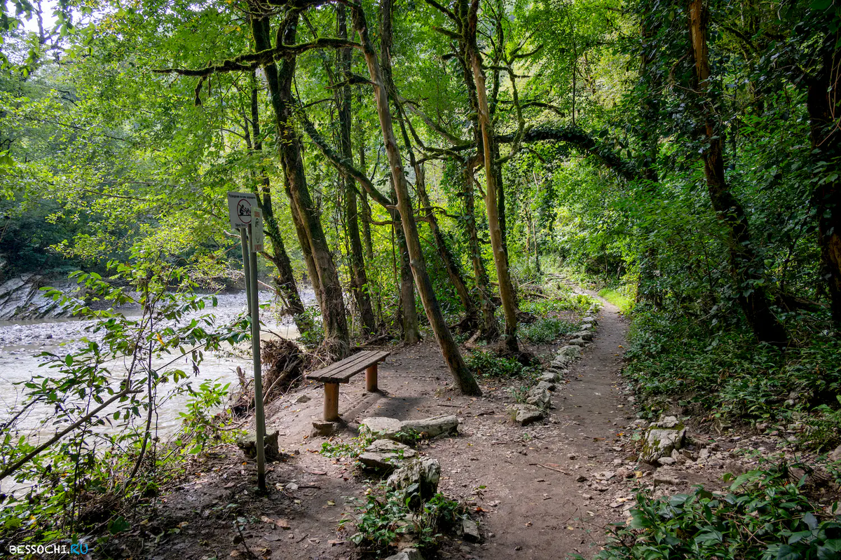 Большое кольцо Тисо-Самшитовой рощи у реки Хоста