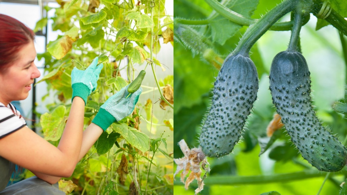 Разница в урожайности поражает - органика дает результат в разы лучше