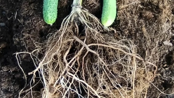 Развитая корневая система - залог высокого урожая