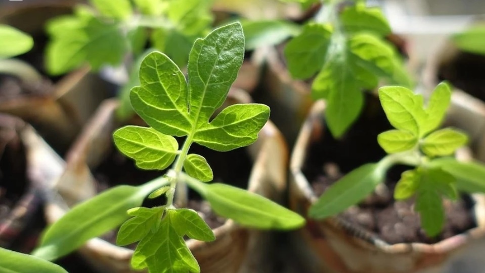 Натуральные препараты для дезинфекции почвогрунта: гарантия здоровой рассады!