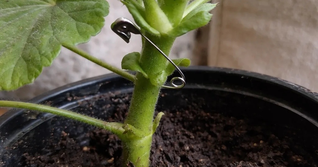 Укоренение черенков.