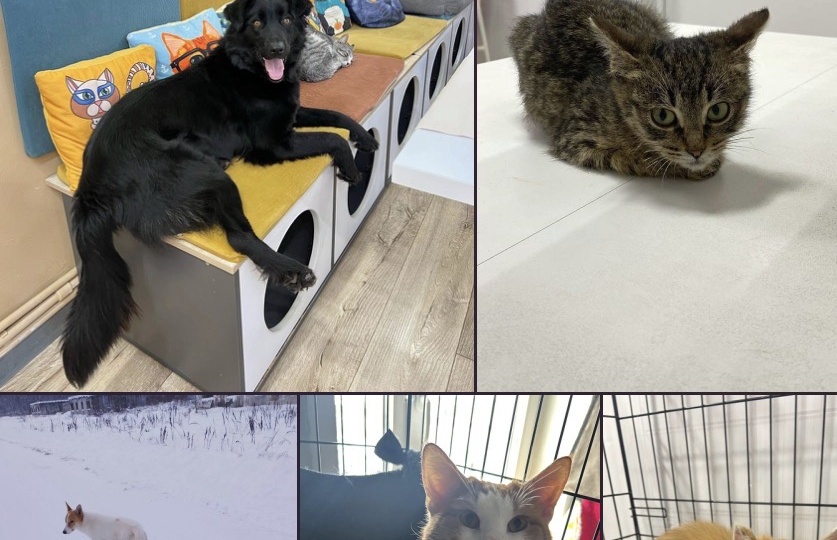 5 жизней, которые нуждаются в помощи!