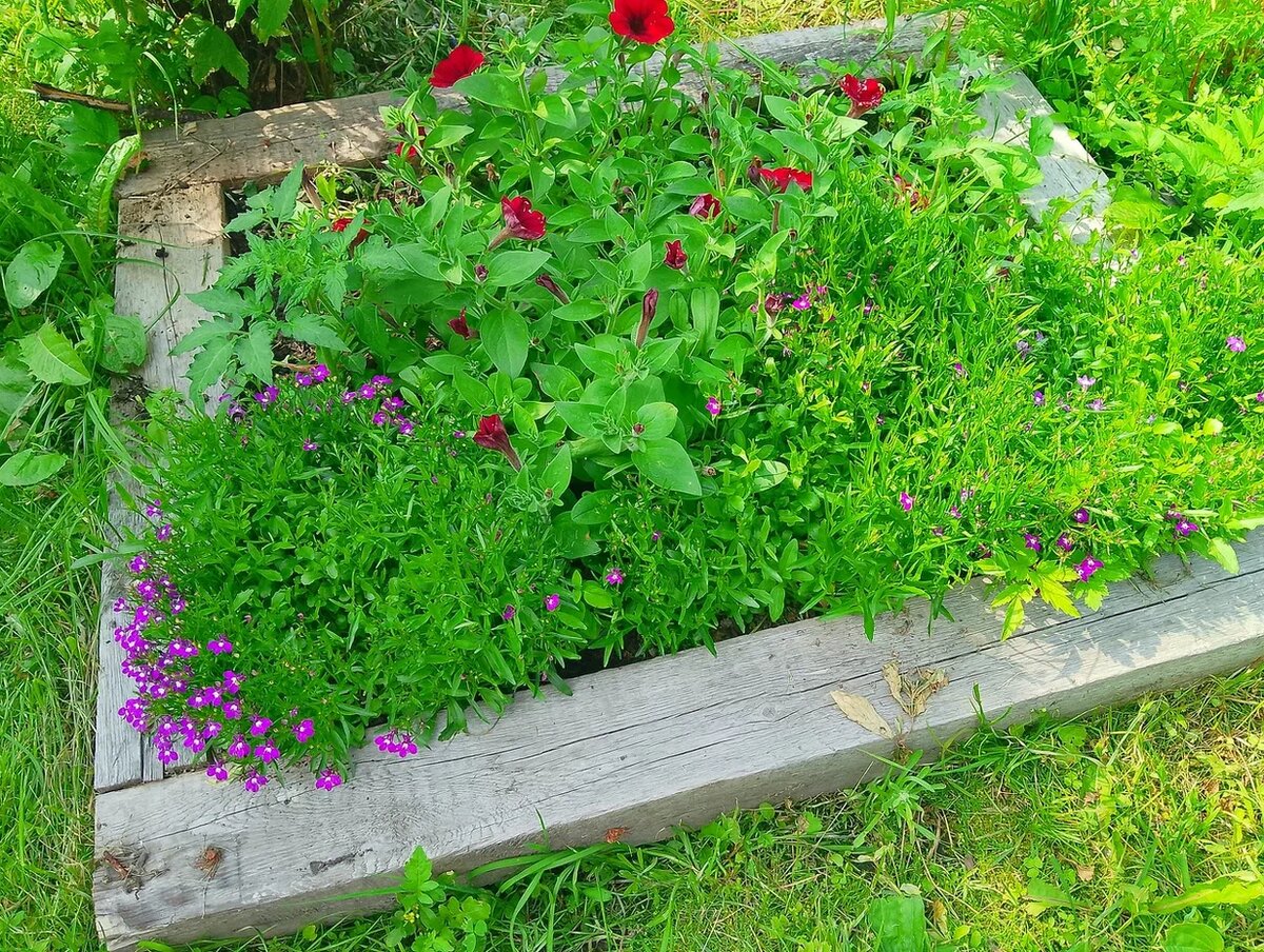 Лобелия Розамунда 07.13.2025