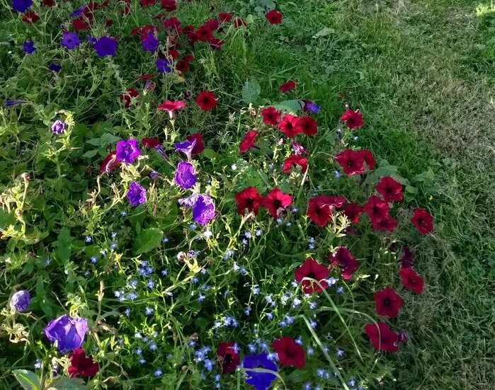 Лобелия Бисер голубой затесалась среди Петунии.