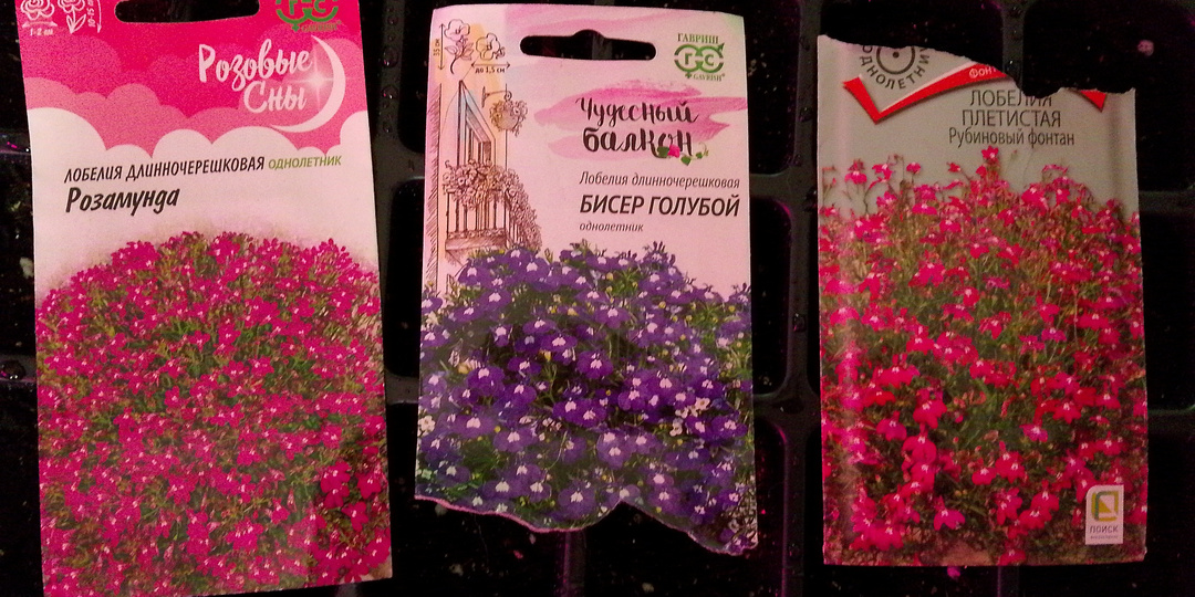 Лобелия на 2026 сезон