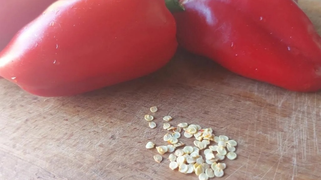 Разница очевидна - свои семена дают стабильный результат