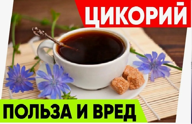 Цикорий