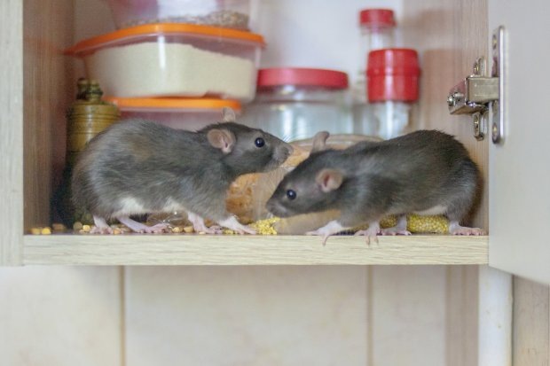    Фото: iStock Василий Шеин