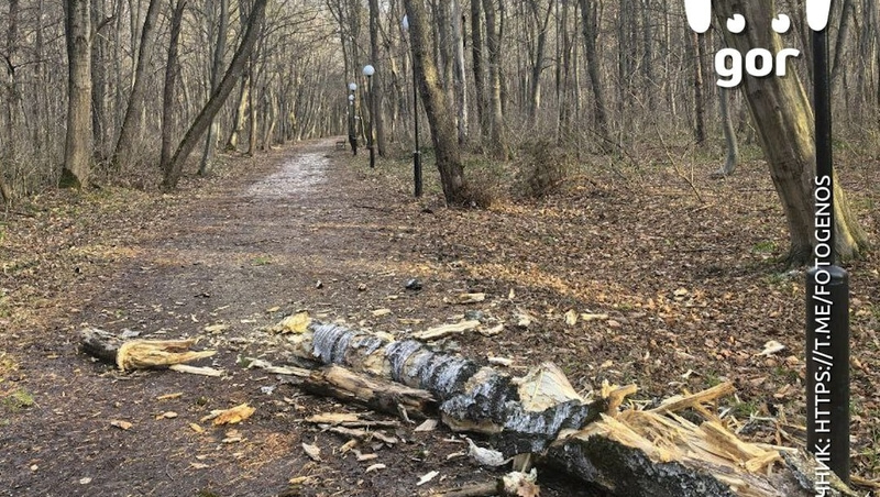    Обваленное дерево Фото: Mash Gor