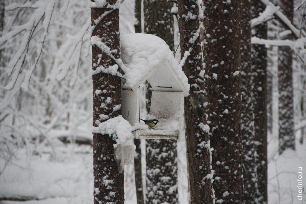    Сегодня днем по южным округам области начнется небольшой снег, усилится ветер, температура воздуха составит −11...−16 градусов.