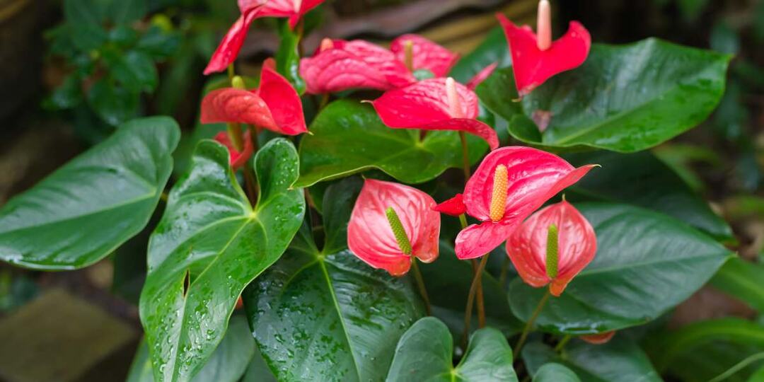 Ваш антуриум не цветет - наши советы помогут ему зацвести