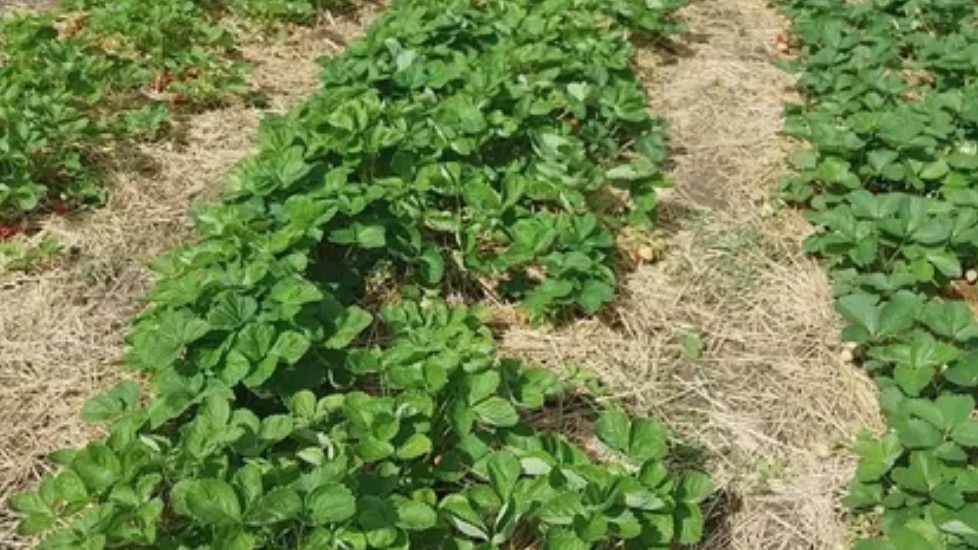 Моя четырехлетняя ремонтантная клубника перед чеканкой - урожай почти нулевой