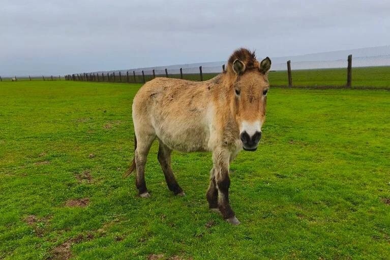    Фото: Официальный Телеграм-канал заповедника «Аскания-Нова»