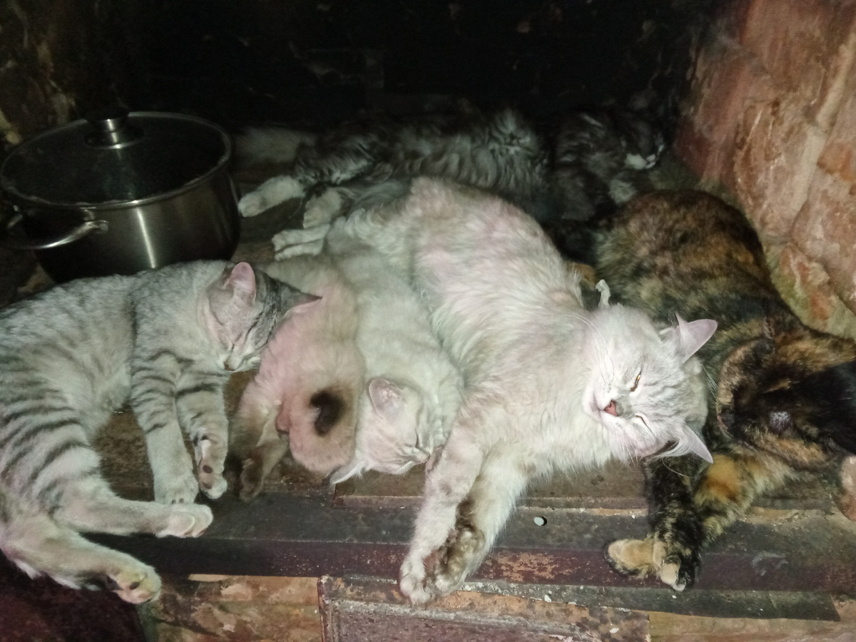 Картина "На остывающей печке"