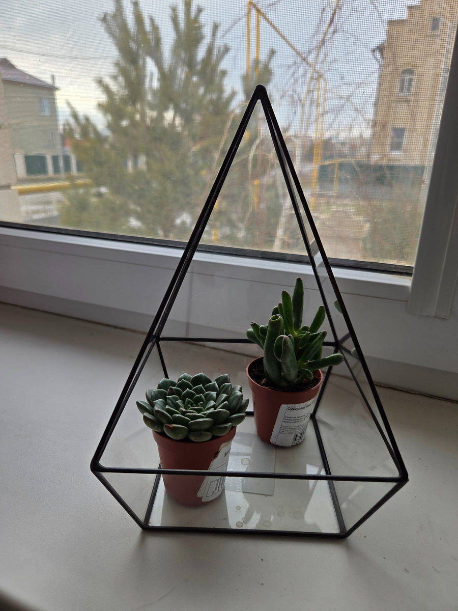 Пока ждала растения, заказанные на маркетплейсе, купила в магазине эти суккуленты. Фото: Зеленая леди, сад, семья и томатный сок 