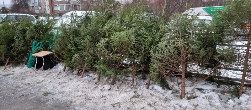    Ирина Яковлева