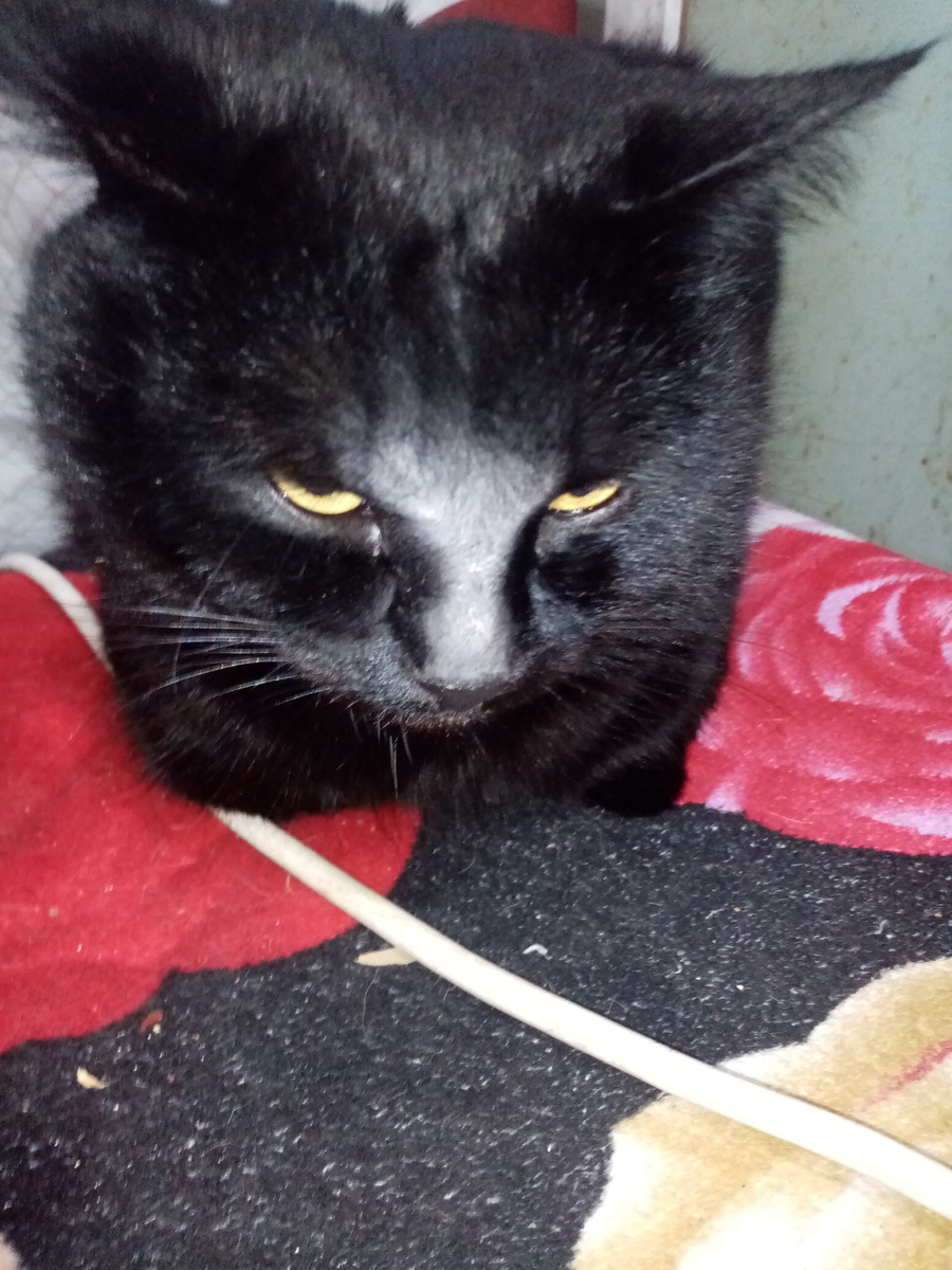 ЛОРД!!! Кушал Белую ГЛИНУ!!!  Почти ТРИ Года ЛОРДУ!!!