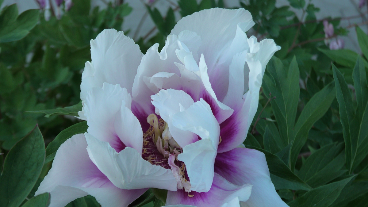 Пион Кора Луиза