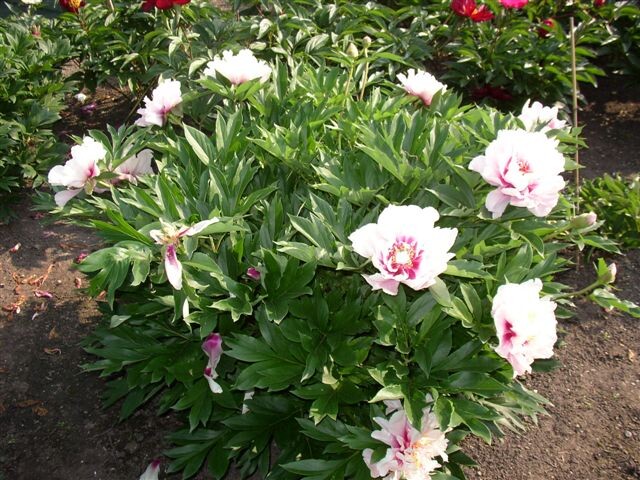 Фото с сайта Энциклопедии пионов (Германия)