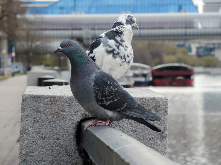   Наталья Мущинкина