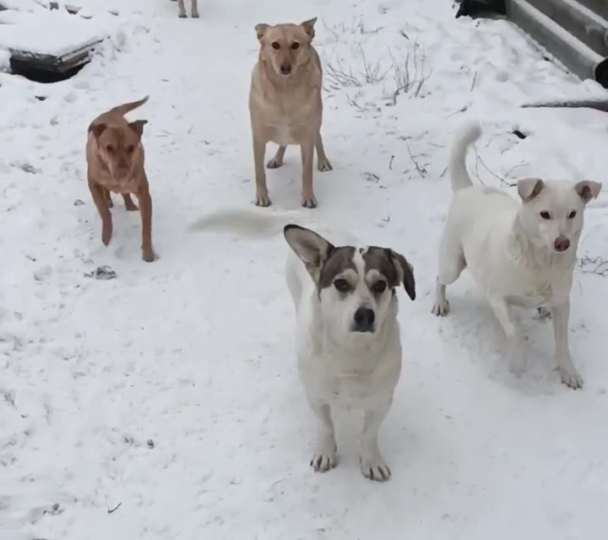 Закрома приюта пусты. Мы без еды.