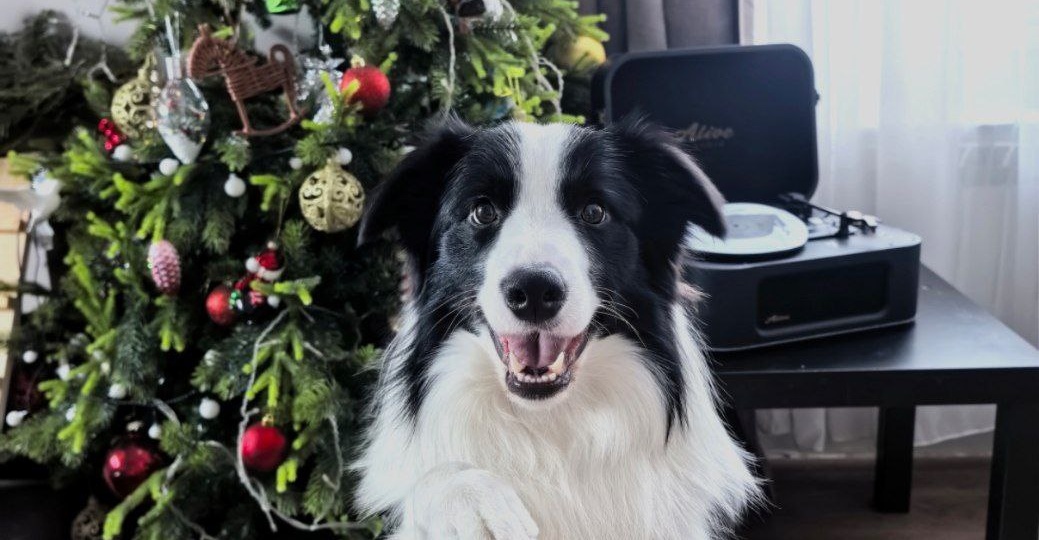 Мы пропали, продали машину, завели бордер-колли и начали всё сначала. Мы вернулись