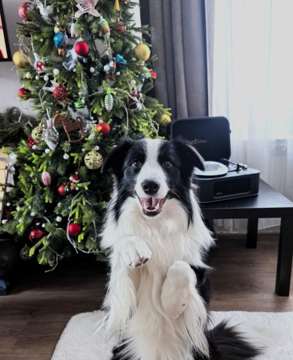 Всем мохнатый привет