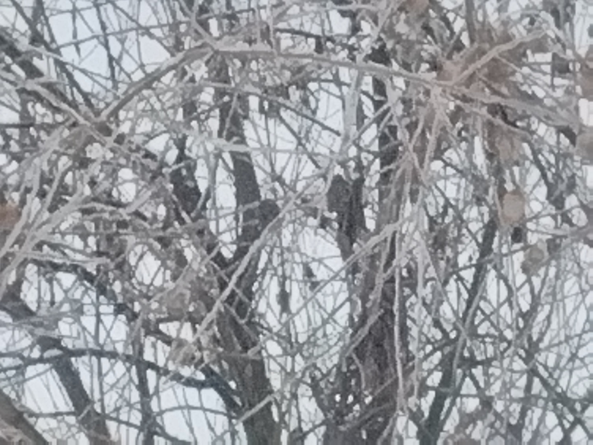 Деревья в ледяной корке.