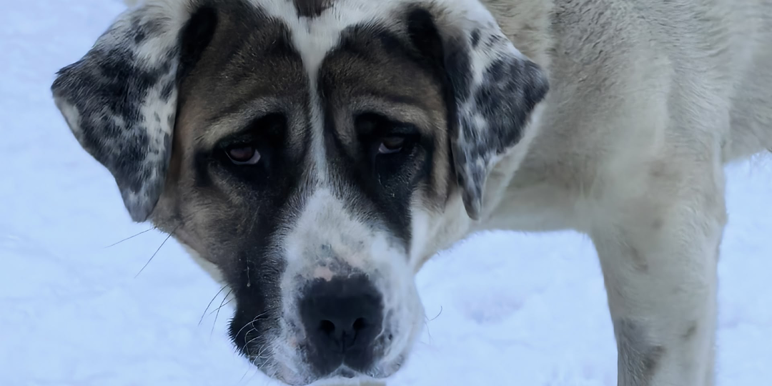 Хотя бы горсточку еды, пожалуйста, человек!