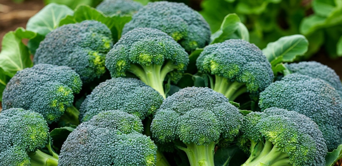 Выращивание брокколи: секреты богатого урожая. Фото автора