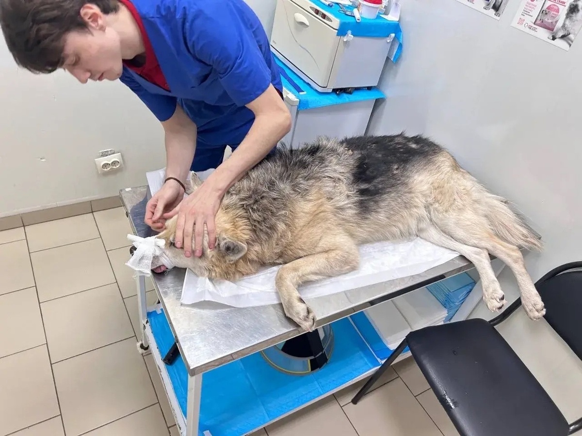 Приют "Омские хвостики". Мы нуждаемся в вашей помощи! 