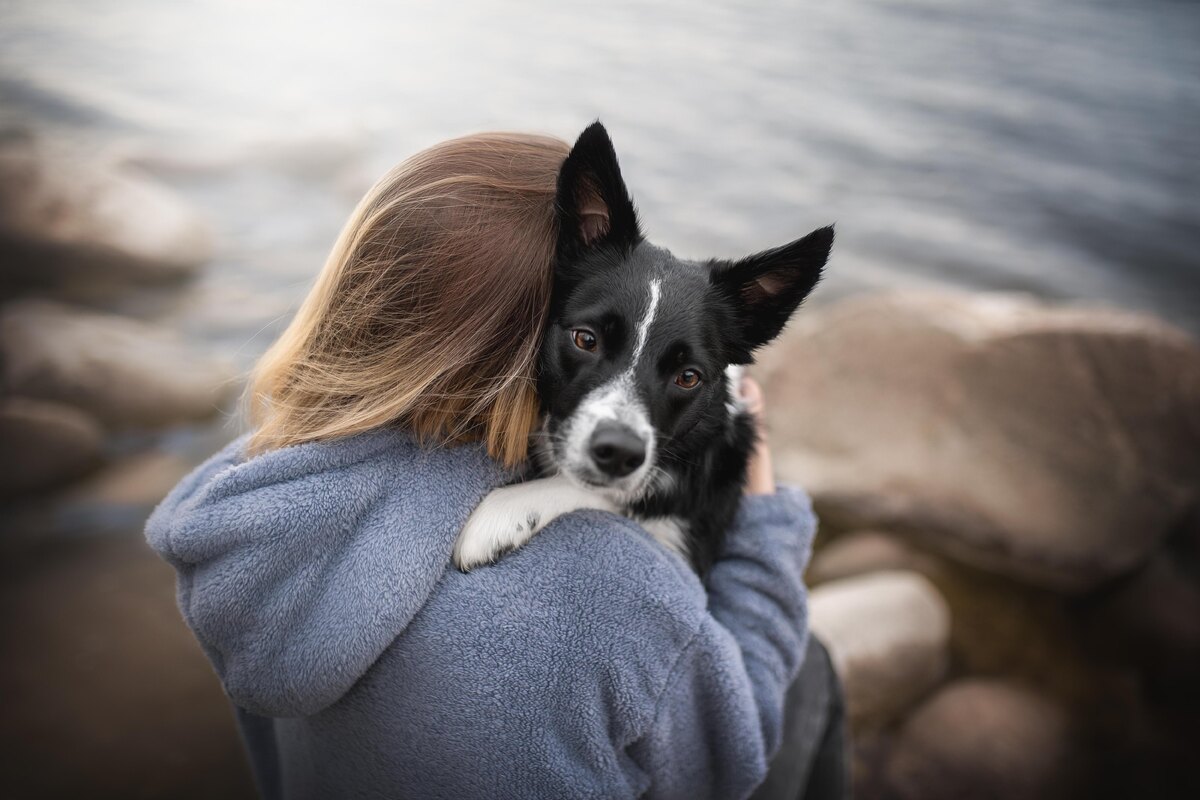 Собаки все слушают и запоминают, фото:Liudmila Bohush via Shutterstock