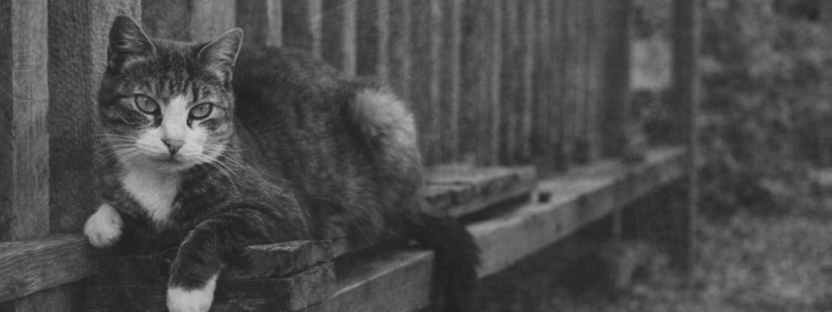 Кот в блокадном Ленинграде