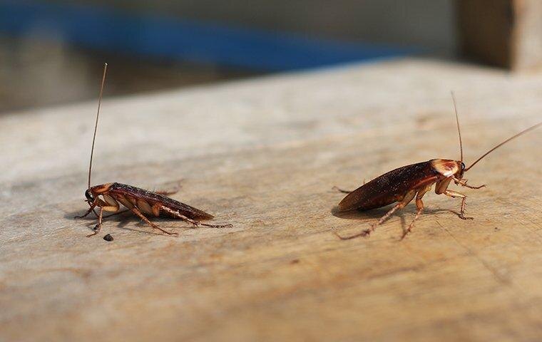 Все секреты тараканов: подробное руководство по биологии и поведению

