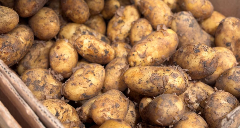    Первый городской канал Калининград