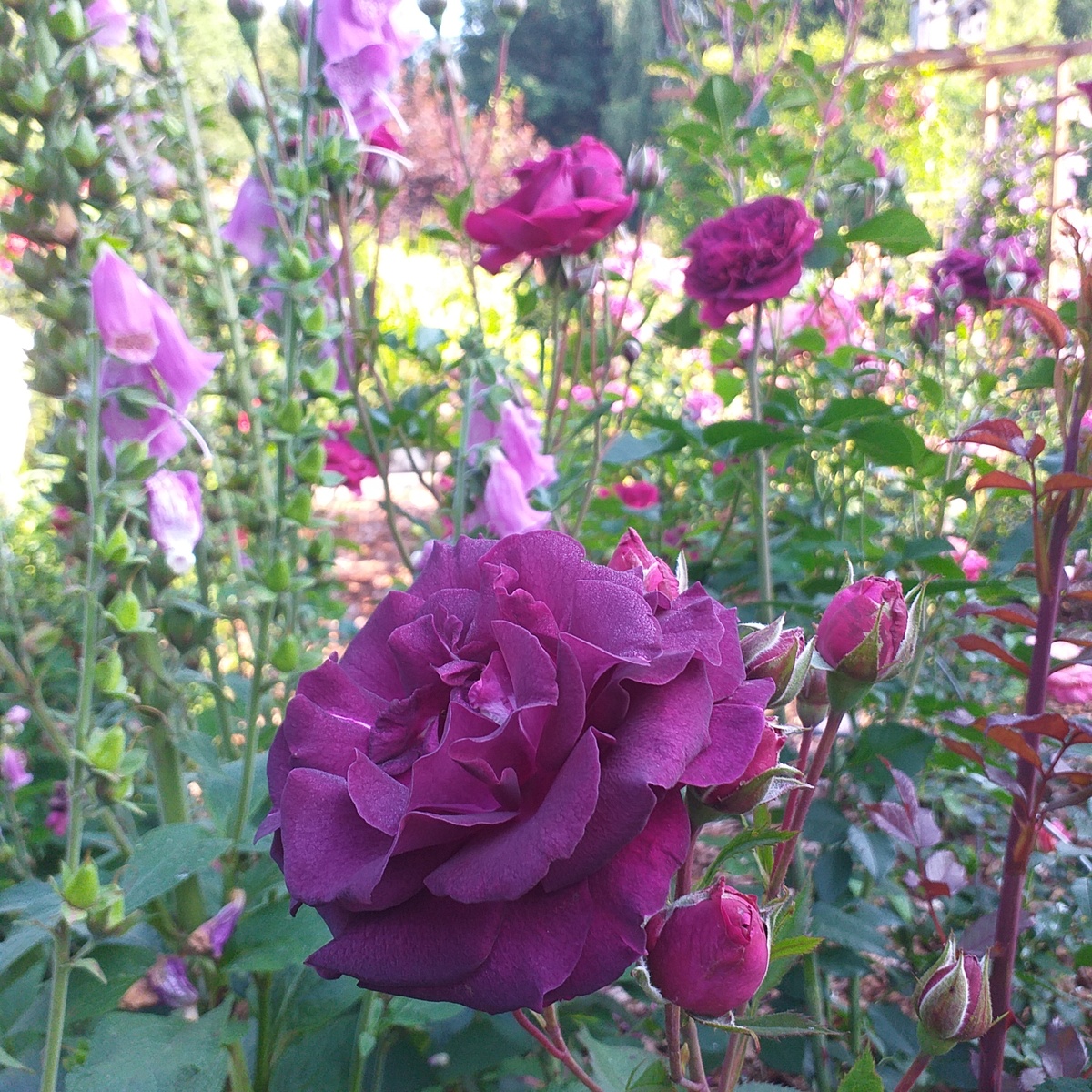 фото автора, роза Сомм 2016