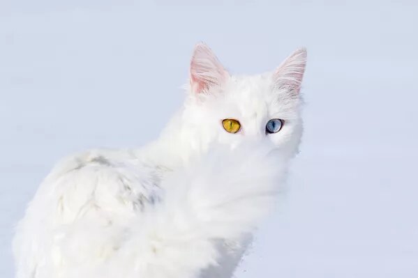 © Getty Images / Anadolu/Ozkan Bilgin