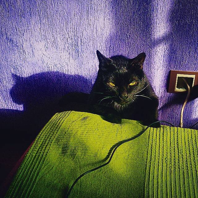 Шушара будит меня в нашей ленинградской квартире в далёком прошлом. Фото из личного архива автора.