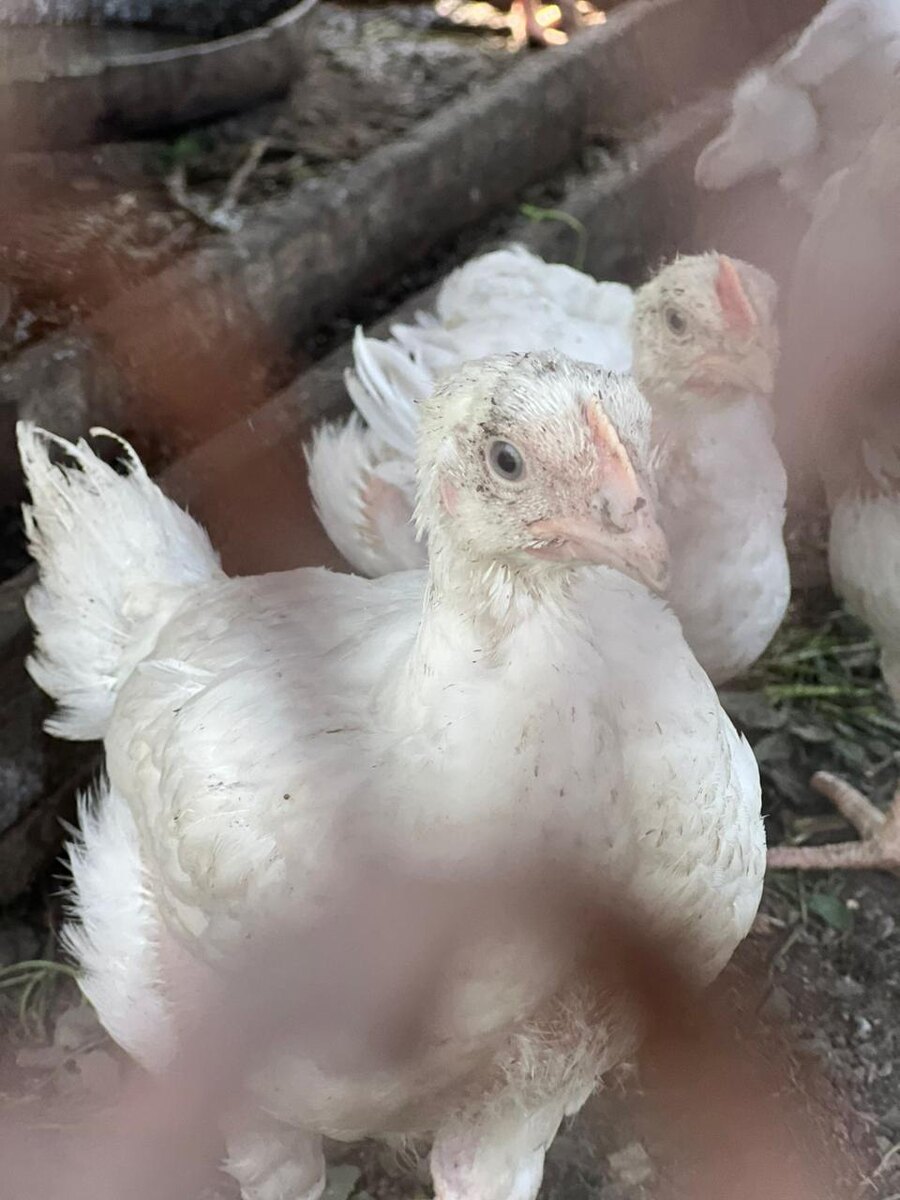 Лебедевские курочки ждут Хвоевит 