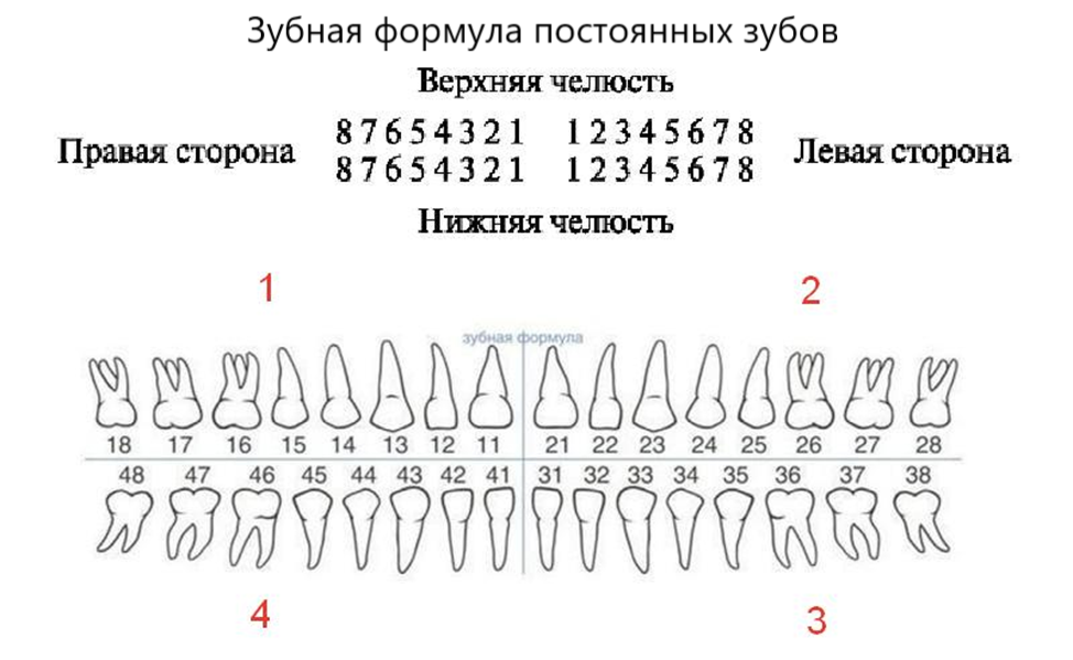 Зубная формула постоянных зубов