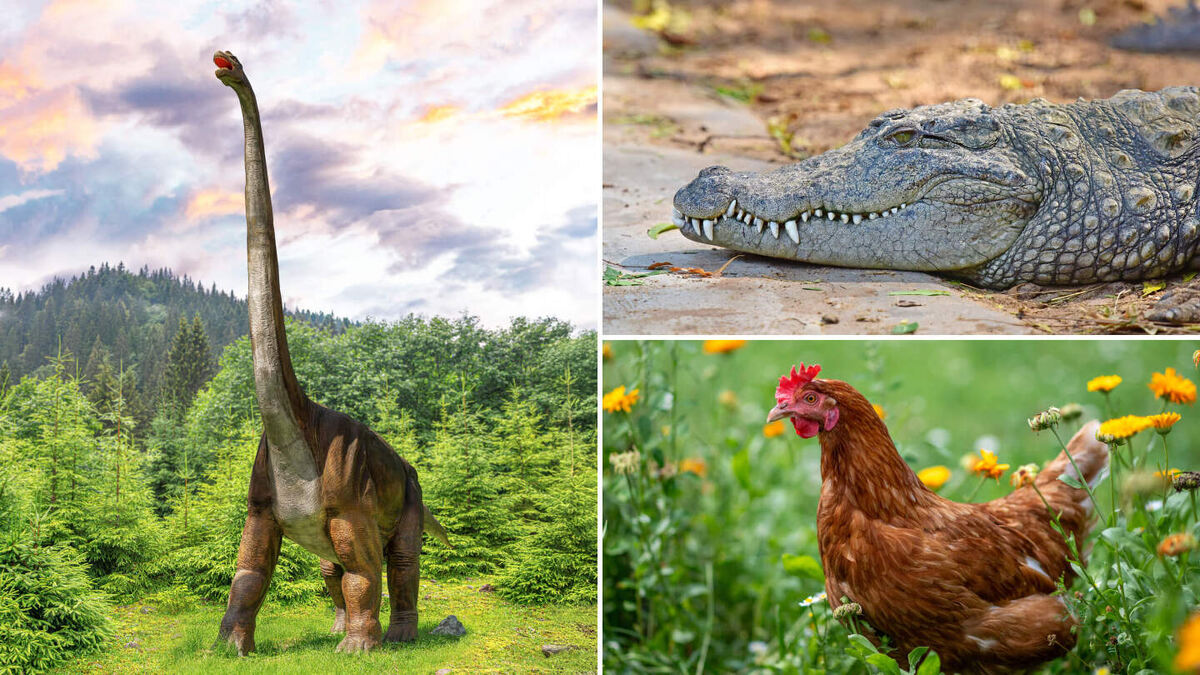     Фото: AjayTvm, Den Rozhnovsky, Sonja Filitz/Shutterstock/FOTODOM Мясо многих динозавров, несмотря на возможные исключения, скорее всего, было бы съедобным и вкусным для людей, поскольку они близки съедобным животным, таким как птицы и крокодилы