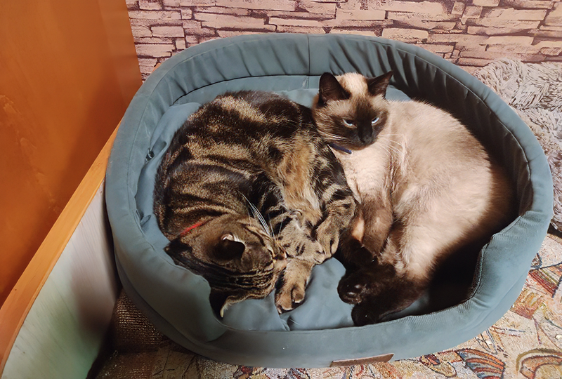 Кайса и Ника