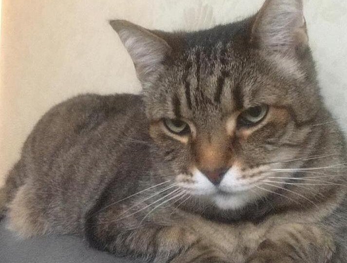 Рождество на шкафу