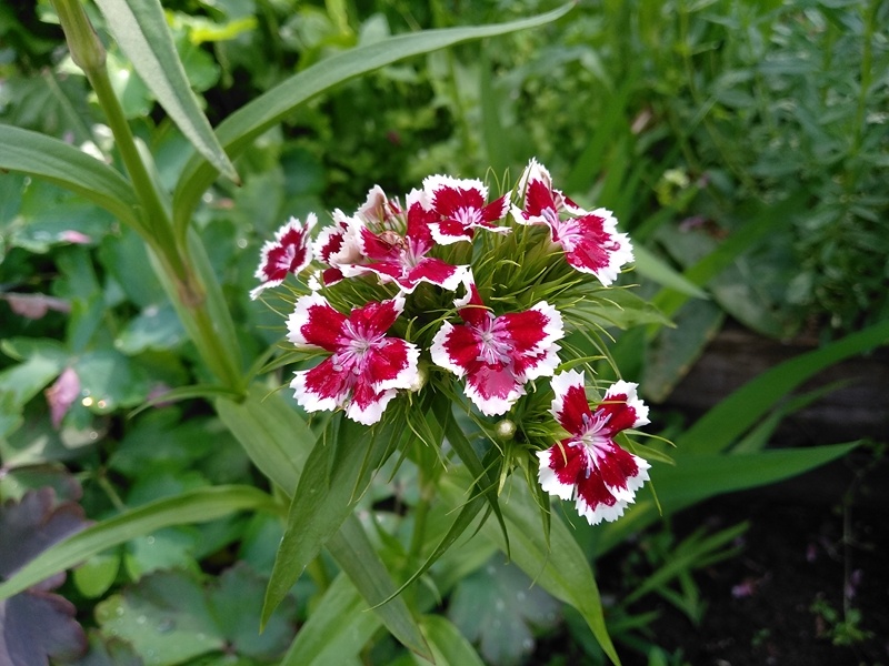 Неожиданный окрас