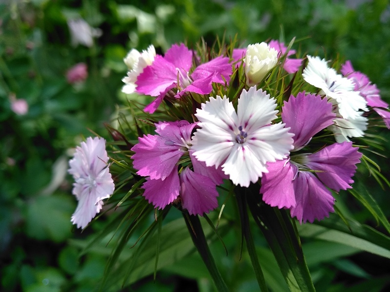 Я любитель однотонной окраски, но и этой рада