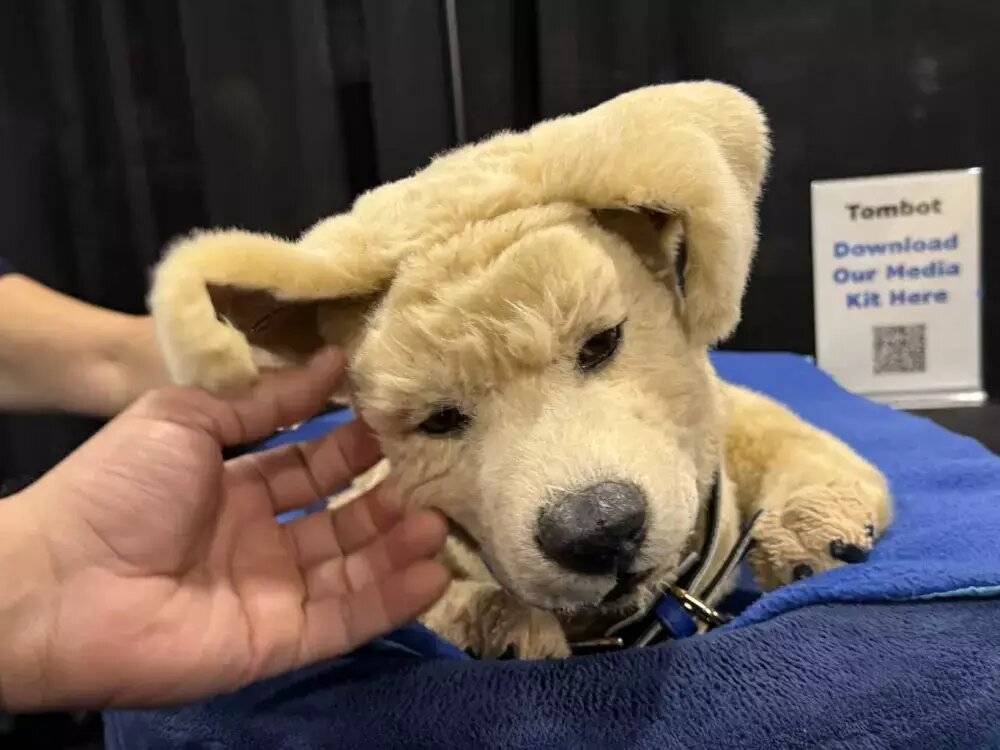 Роботизированный золотистый ретривер по кличке Tombot. Фото: Социальные сети.